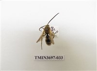 藏品(膜翅目(蜂))的圖片